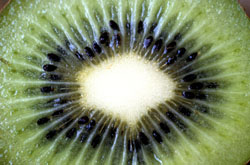 kiwi, doorsnede 805591